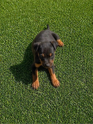 Jagd Terrier jagdterrier