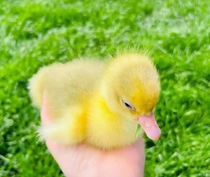 Boboci de gasca Chinezească