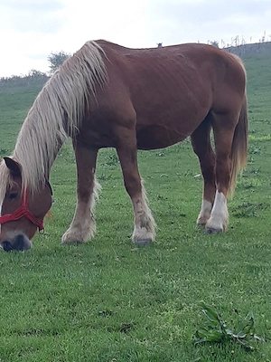 Vînd sau schimb cu vaci sau juninci iapă gestantă 
