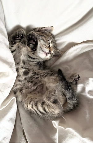 american shorthair pui