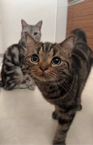 american shorthair pui - imagine 5