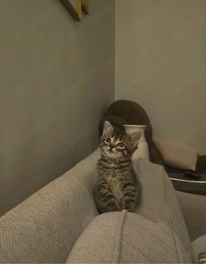 american shorthair pui - imagine 3