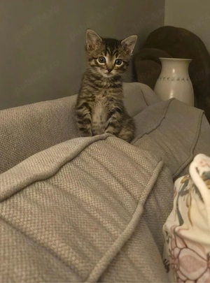 american shorthair pui - imagine 2