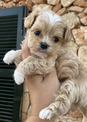 Maltipoo fetiță și băiețel  - imagine 2