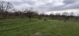 Teren extravilan 3.700 mp  zona Tufeni  - imagine 4