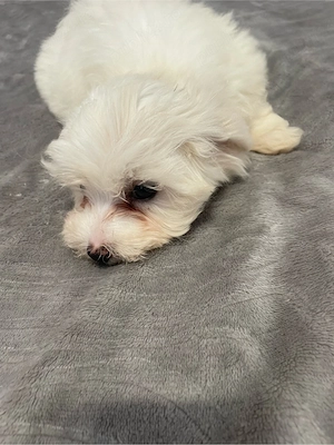 Bichonica iubitoare isi cauta familie responsabila - imagine 4