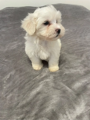 Bichonica iubitoare isi cauta familie responsabila - imagine 5