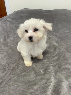 Bichonica iubitoare isi cauta familie responsabila - imagine 3