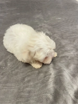 Bichonica iubitoare isi cauta familie responsabila - imagine 2