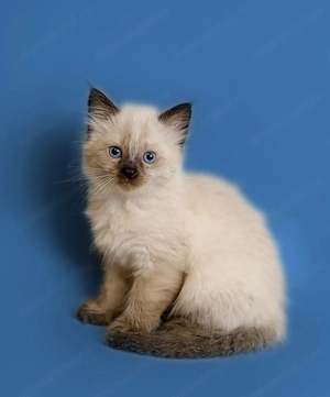 Ragdoll superbi 1500 lei