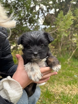 Bichon Havanez - imagine 3