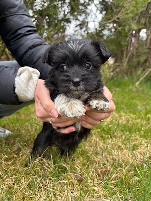 Bichon Havanez - imagine 2