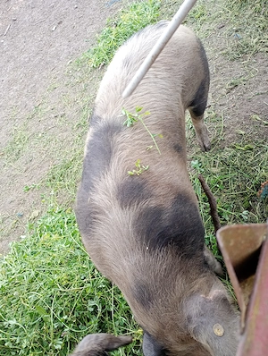 Vier disponibil pt monta sau de vânzare  - imagine 4