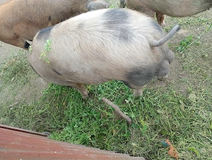 Vier disponibil pt monta sau de vânzare  - imagine 3