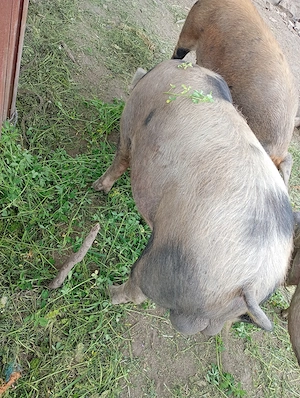 Vier disponibil pt monta sau de vânzare  - imagine 2