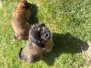 Vând 2 căței pechinez 