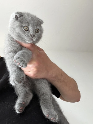 British shorthair și Scottish fold