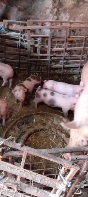 vând purcei de carne - imagine 2