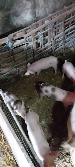 vând purcei de carne - imagine 3