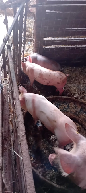 vând purcei de carne - imagine 4