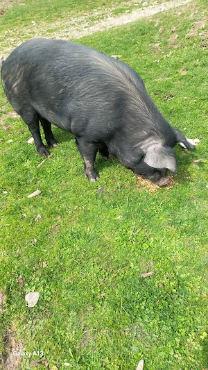 Vînd porc Bazna - imagine 3