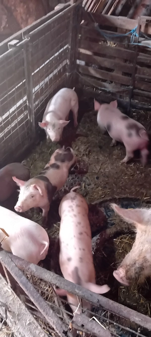 vând purcei de carne - imagine 5