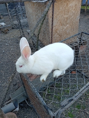 Vând mascul de Panon  - imagine 3