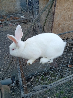 Vând mascul de Panon  - imagine 4