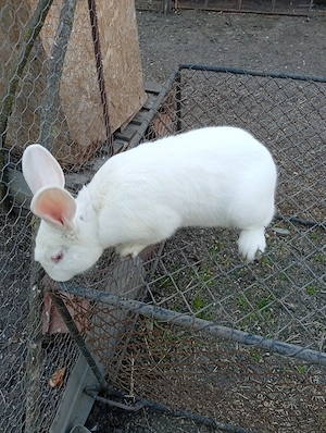 Vând mascul de Panon  - imagine 2