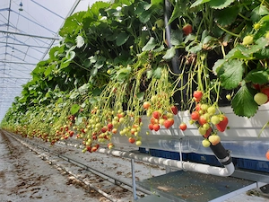 Munca Anglia la fructe moi - căpșuni, mure, afine. Settled sau PreSettled Status necesar! - imagine 2