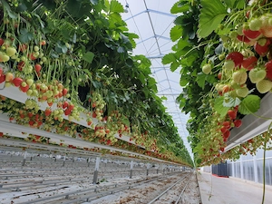 Munca Anglia la fructe moi - căpșuni, mure, afine. Settled sau PreSettled Status necesar!