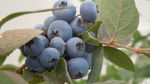 Munca Anglia la fructe moi - căpșuni, mure, afine. Settled sau PreSettled Status necesar! - imagine 4