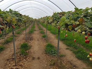 Munca Anglia la fructe moi - căpșuni, mure, afine. Settled sau PreSettled Status necesar! - imagine 3