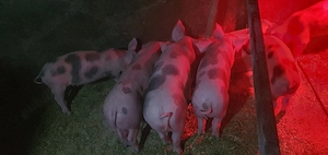 purcei petrean de 10 saptamani