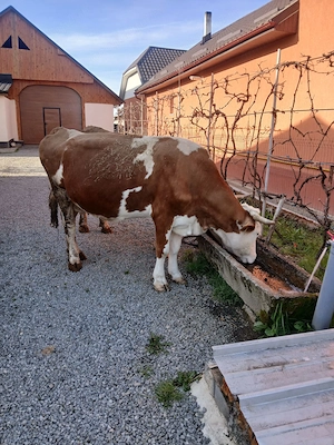 Vând vacă gestație de 7 luni