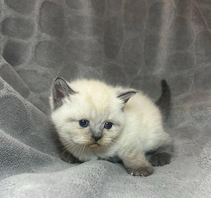 british color point fetita si baietel