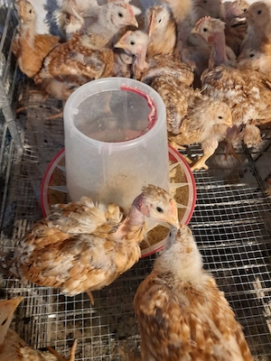 crescător vind pui kabir și Monaco  - imagine 4