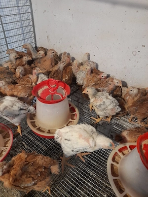 crescător vind pui kabir și Monaco  - imagine 5