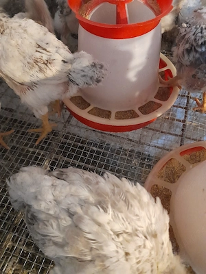 crescător vind pui kabir și Monaco  - imagine 2