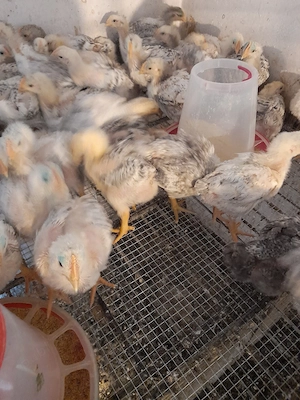 crescător vind pui kabir și Monaco  - imagine 3