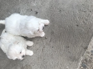 Catei bichon maltez - imagine 2