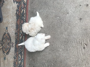 Catei bichon maltez - imagine 3