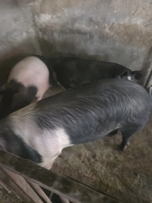 vand porci bazna