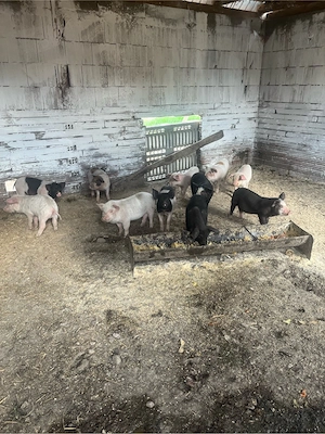 vand purcei de 8 saptamani 