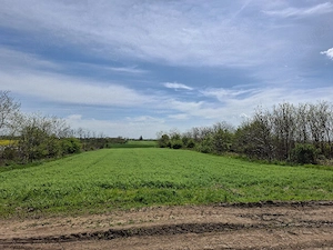 Vând teren în Frumușani