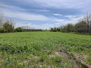 Vând teren în Frumușani - imagine 5