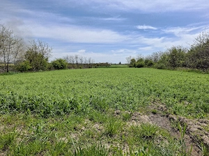 Vând teren în Frumușani - imagine 2