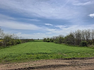 Vând teren în Frumușani - imagine 3