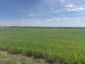 Pământ intravilan 5000 m2 zona chitorani - imagine 3