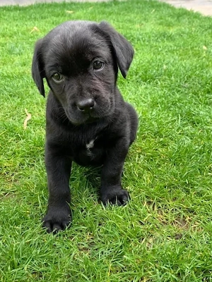 Labrador Retriver  - imagine 2